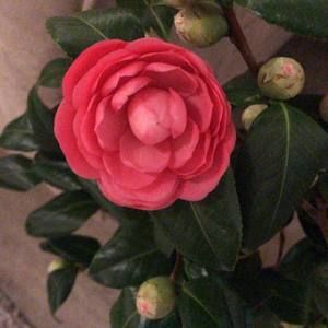 Meet your Posher, Trisha